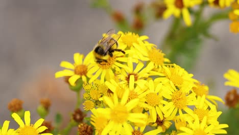 bee collecting nectar from yellow flowers