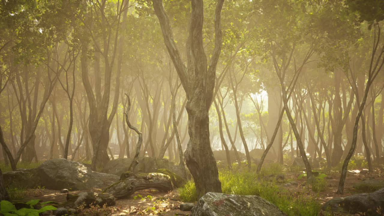 안개 숲 을 가로지르는 빛