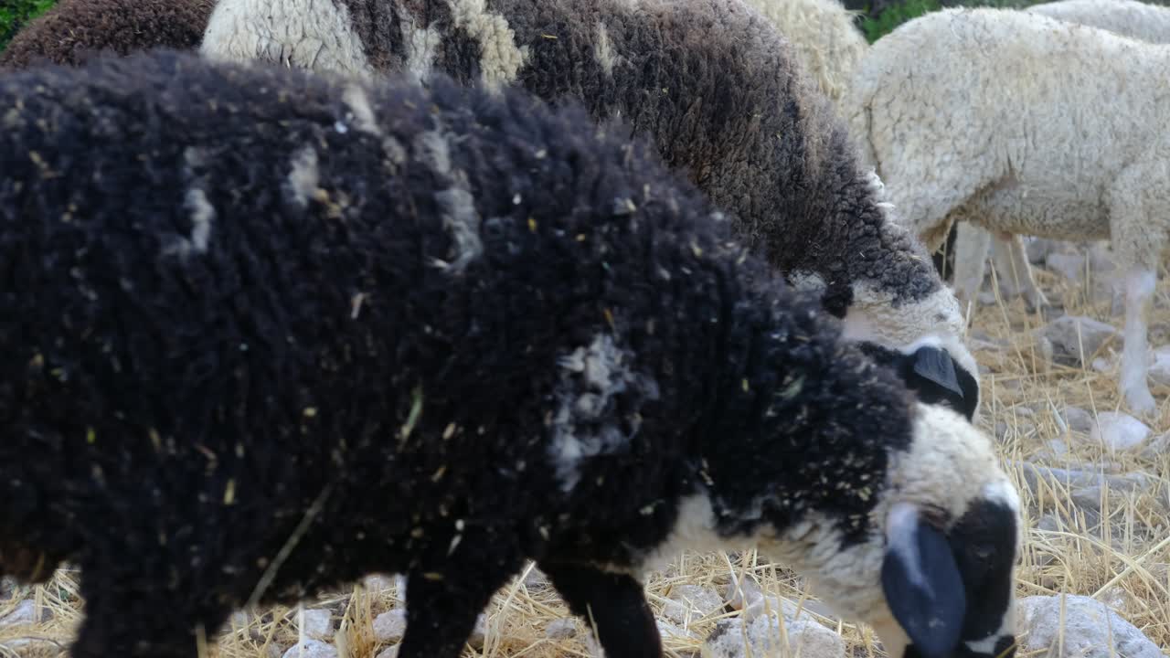 ovejas negras en pastoreo