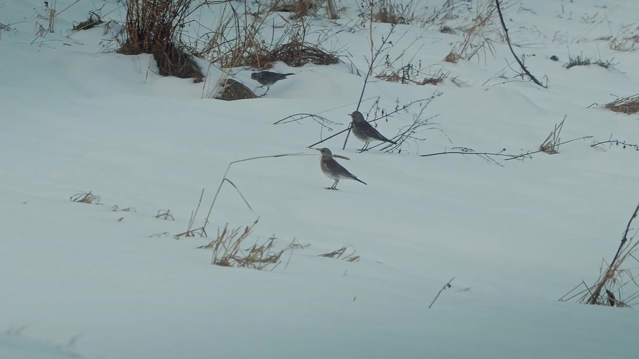 En gruppe på minst fire gråtroster på snødekt mark, med én fanget i flukt som viser bevegelsesuskarphet på vingene.
