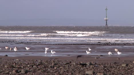 pájaros posados en la orilla del mar durante la marea baja