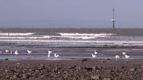 birds perched on the seashore at low tide