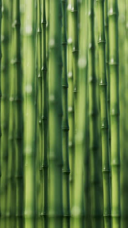 el fondo de la planta de bambú natural verde, renderización en 3d.