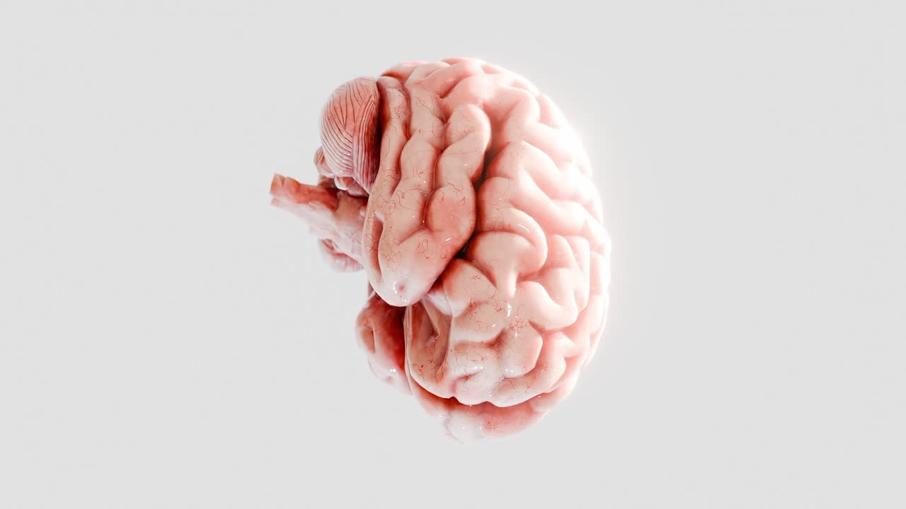 Human brain isolated on white background. 3D render of anatomical brain model with realistic texture and lighting. Neuroscience, thinking, and intelligence concept.