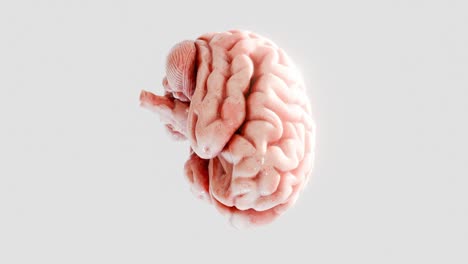 human brain isolated on white background. 3d render of anatomical brain model with realistic texture and lighting. neuroscience, thinking, and intelligence concept.