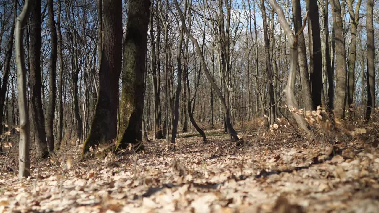 Foresta primaverile coperta di foglie cadute