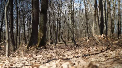 spring forest covered with fallen leaves