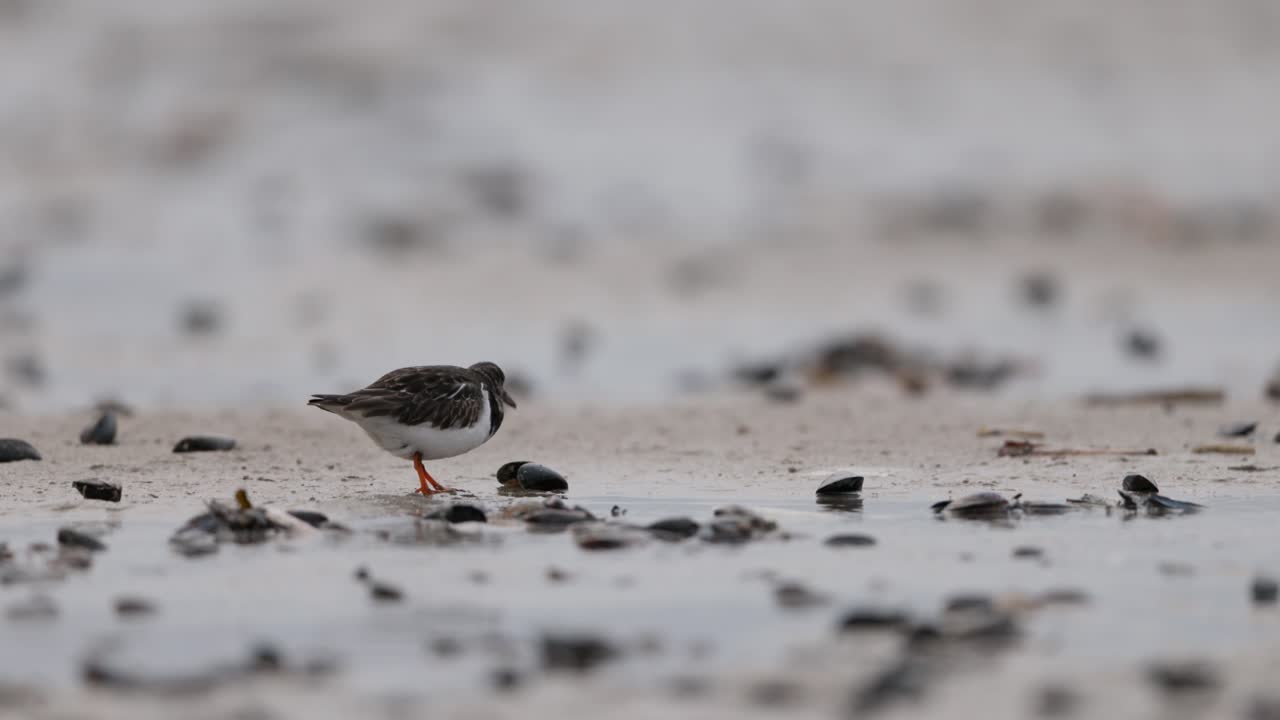 해변 에서 먹이 를 먹는 작은 해안 새