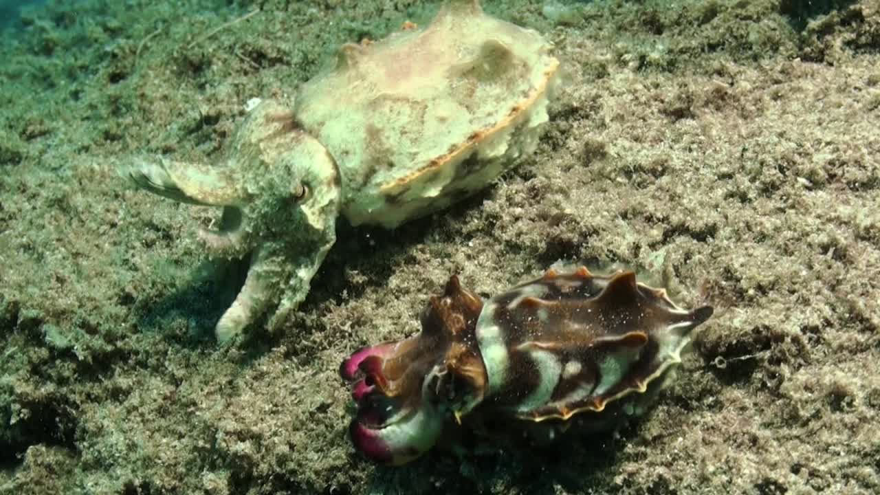 sepias extravagantes macho y hembra caminando uno al lado del otro sobre el arrecife, el macho muestra colores vibrantes, la piel pálida de la hembra combina con los colores del arrecife