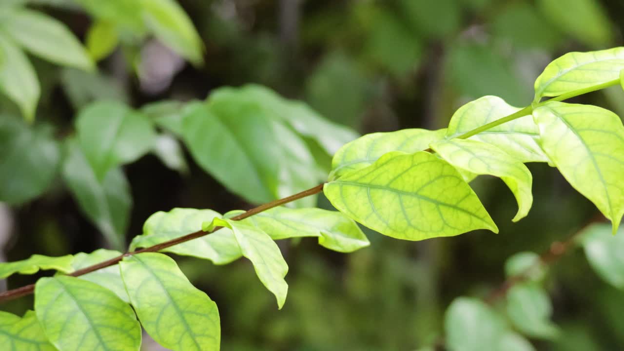 바람 에 흔들리는 잎 들 의 클로즈업