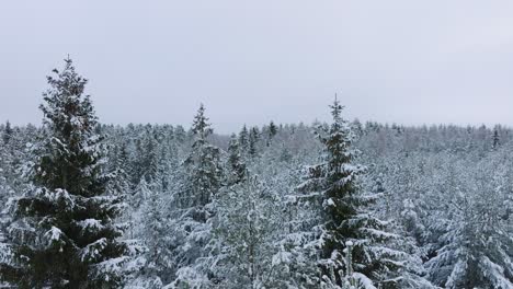 Imágenes-Aéreas-De-árboles-Cubiertos-De-Nieve,-Bosque-De-Pinos-Nórdicos,-Día-De-Invierno-Nublado-Y-Tranquilo,-Tiro-Amplio-De-Drones-Avanzando-Sobre-Las-Copas-De-Los-árboles