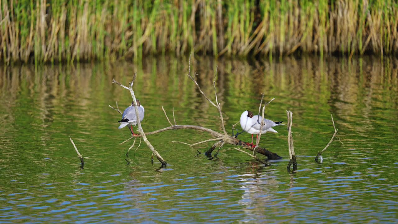 Two gulls sitting peacefully on a submerged tree branch on a salt marsh lake, bathed in end of day sunlight