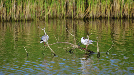 Two-gulls-sitting-peacefully-on-a-submerged-tree-branch-on-a-salt-marsh-lake,-bathed-in-end-of-day-sunlight