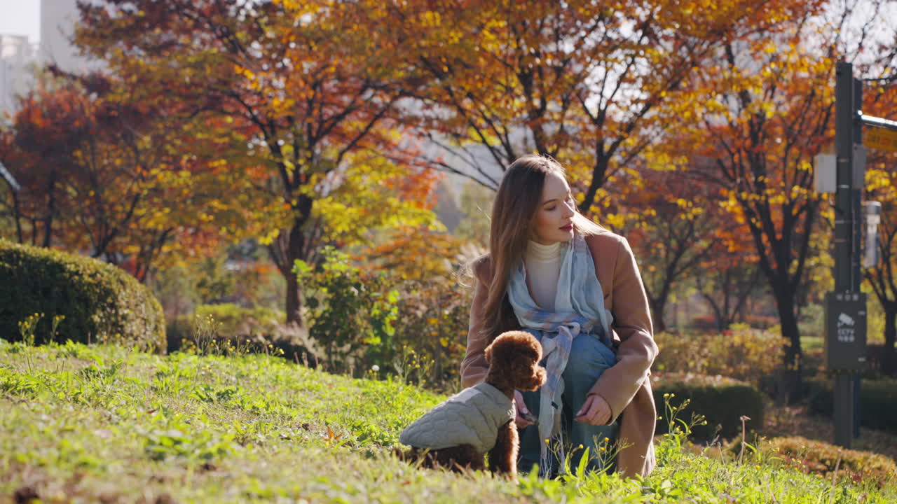 A woman kneels in a park on an autumn day, holding a stick while playing with a small Toy Poodle brown dog dressed in a jacket, energetic pet jumps up to bite a stick