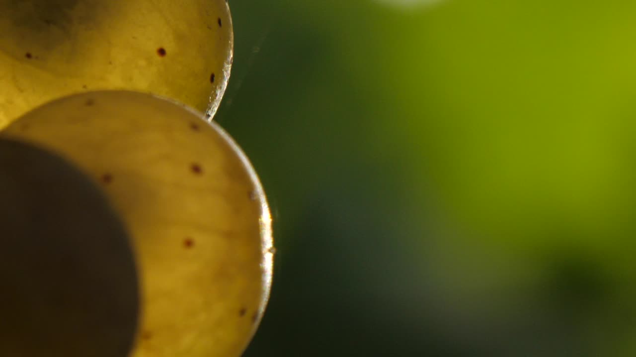 macro de uvas blancas atractivas en cámara lenta