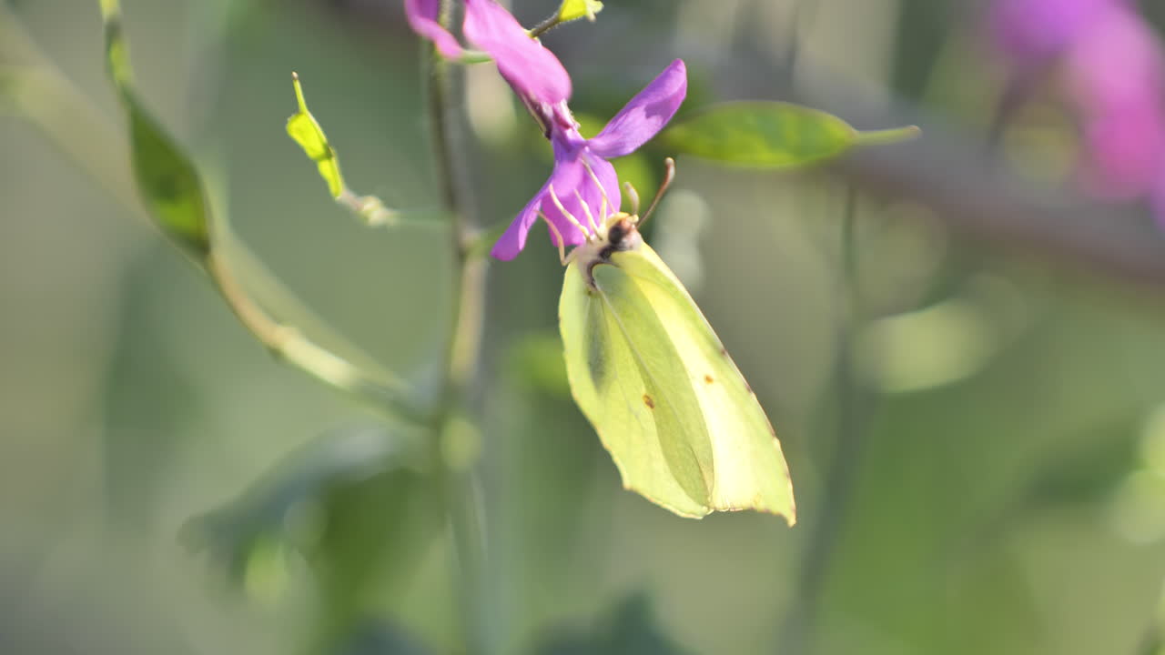 mariposa amarilla en una flor cerca en el sur de francia un soleado día de primavera