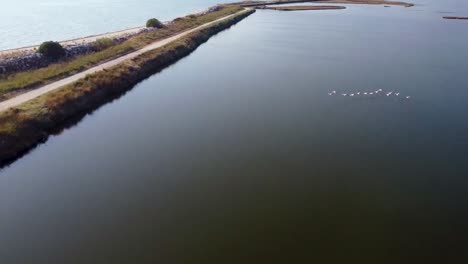 Aerial-of-flock-of-flamingos-flying-above-natural-lagoon-by-the-sea