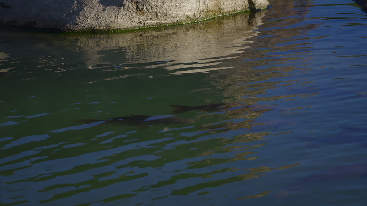 Fish Surfacing On Tropical Lake Water. Static Shot