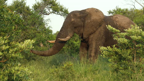 Toro-De-Elefante-Africano-En-Musth-Pastando-En-Reserva,-Plano-Medio