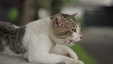 asian stray street cat grey, white, meows with brave elegant face closeup animal