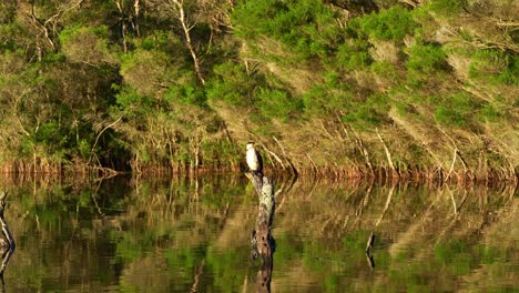 little pied cormorant perched on tree stump in a wetland environment, with a lush forest in the background and reflections on the water, slow motion capturing australian bird species in sunset.
