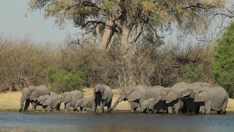 wide clip of a herd of elephants drinking in moremi game reserve, botswana