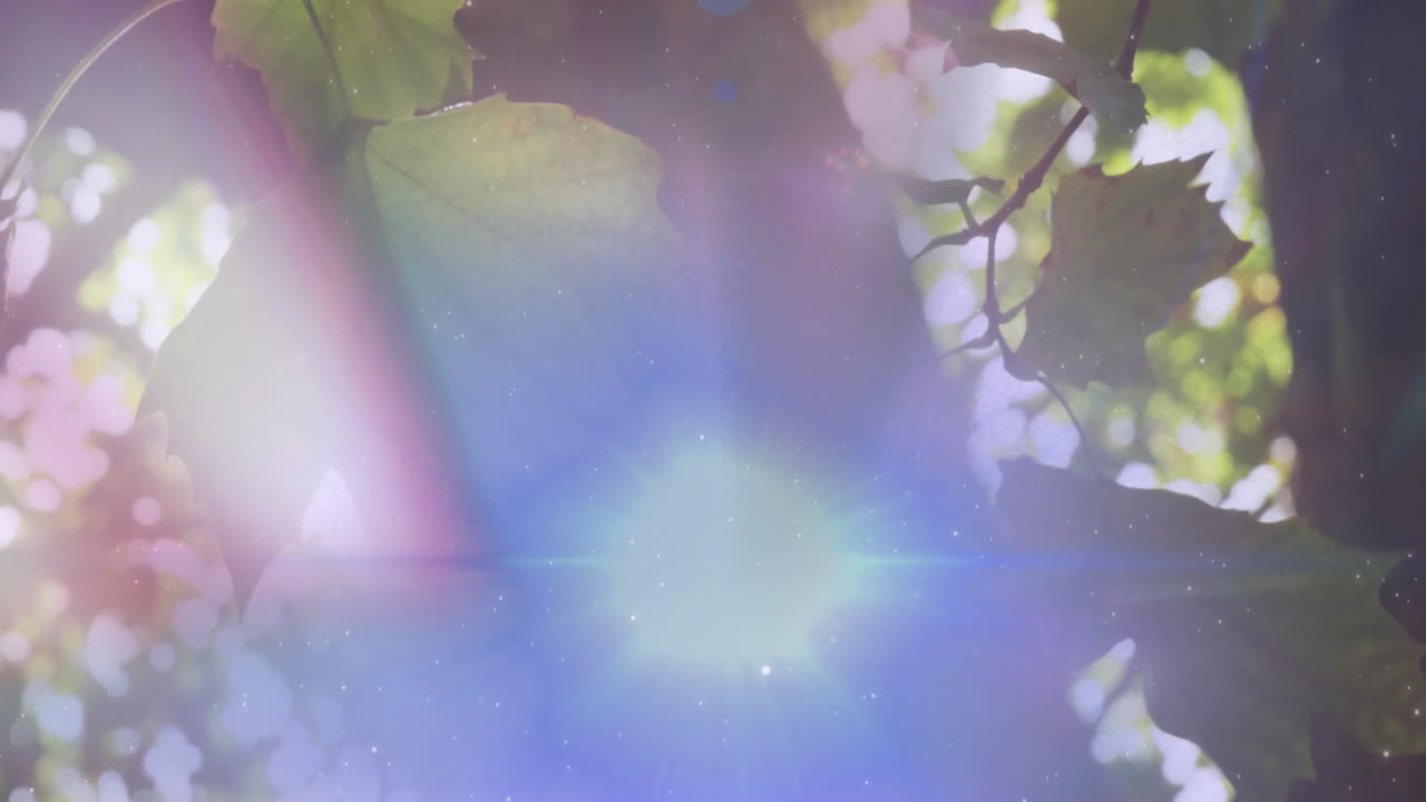 Sunlight filtering through green leaves creating lens flare in nature setting