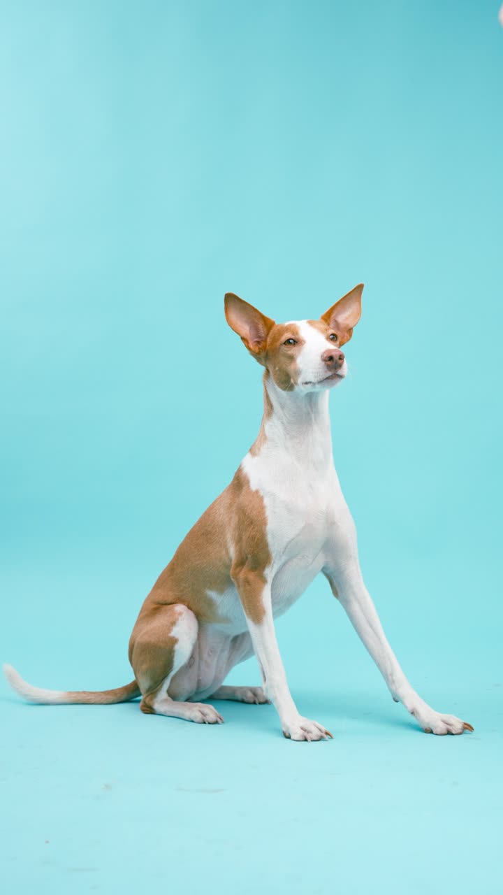 Ibizan Hound sitting on a blue background