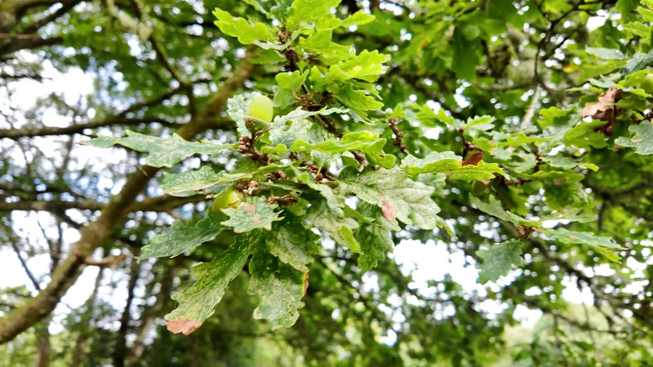 Close-up of green unripe acorns growing on an oak tree branch in a forest
