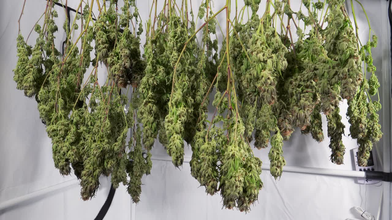 성장 텐트에서 건조 대마초 식물의 돌리 샷