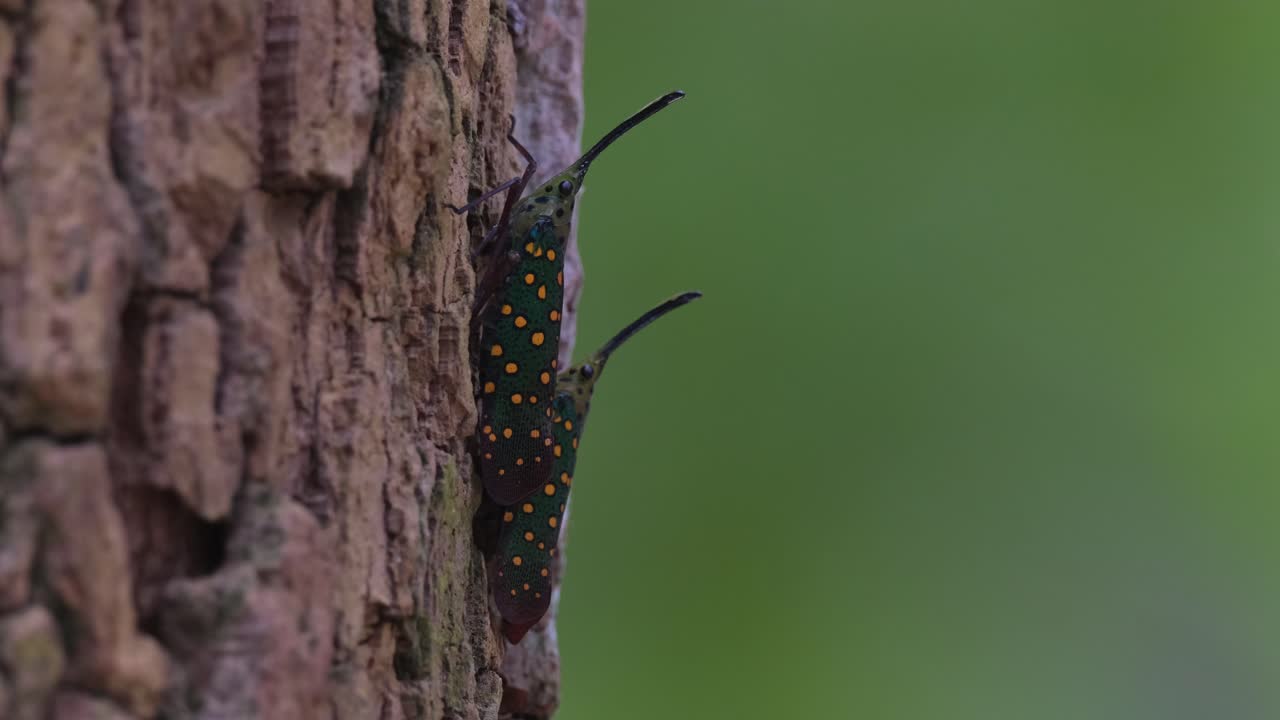 두 사람이 나무  ⁇ 질 위에서 모여 그들의 미래와 인생 계획에 대해 토론합니다. 사이브 제트기, 사이바 게마타 랜턴 버그, 태국