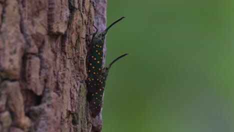 Dos-Personas-Se-Reúnen-Para-Una-Reunión-En-La-Corteza-De-Un-árbol-Y-Discuten-Sobre-Sus-Planes-Futuros-Y-De-Vida-Como-Una-Telaraña-En-El-Costado,-Insecto-Linterna-Saiva-Gemmata,-Tailandia