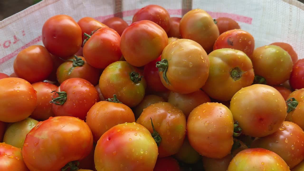A bagfull of freshly picked red tomatos with the water droplets