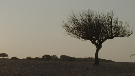 agricultural landscape in puglia italy