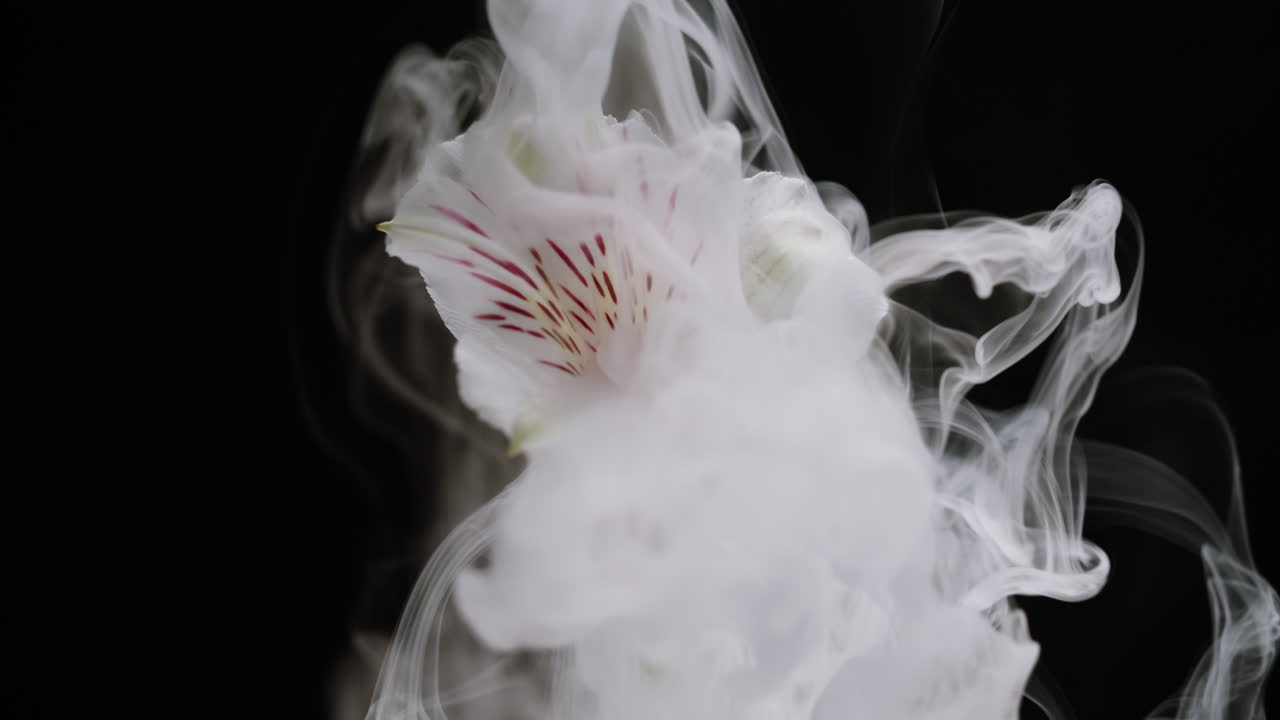 Delicate White Flower with Swirling Smoke Against Black Background