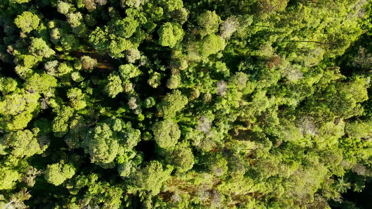 bosque natural de indonesia iluminado por el sol, vista aérea de arriba hacia abajo