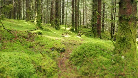 Un-Paseo-Por-El-Bosque-Encantado