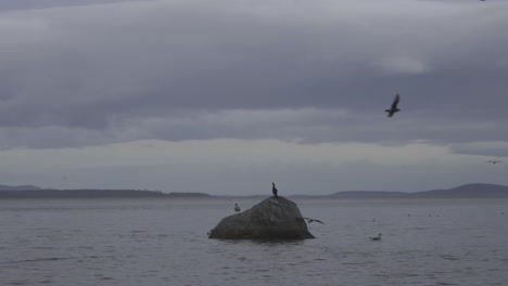 various birds sitting atop and hovering around a boulder in the ocean water during winter in canada