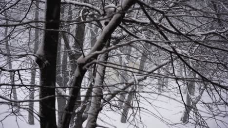 snowing hard. latvia, riga. 2021.12.01