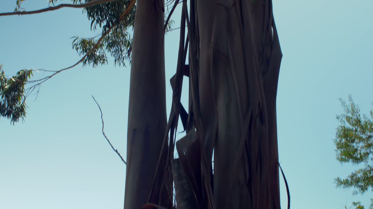 靠近海邊的樹木片段