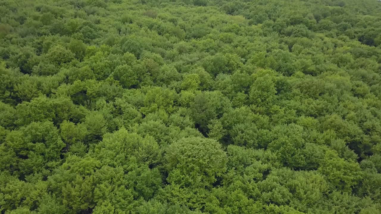 bosque verde mixto muy denso - vista desde arriba, imágenes aéreas sin espacios, muy estrechas