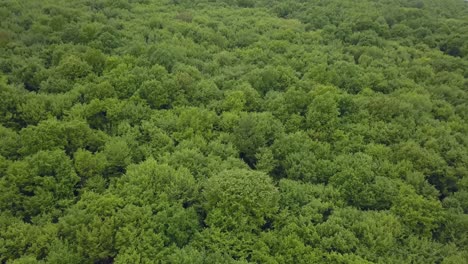 very dense mixed green forest - view from above, aerial footage with no spaces, very tight