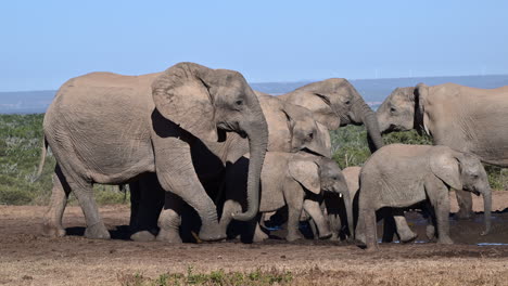 African-elephant---herd-at-waterhole,-two-pushing-eachother