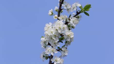 Pflaumenblüte-Im-Frühjahr-Vor-Blauem-Himmel