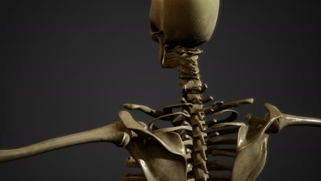 bones-of-the-Human-skeleton