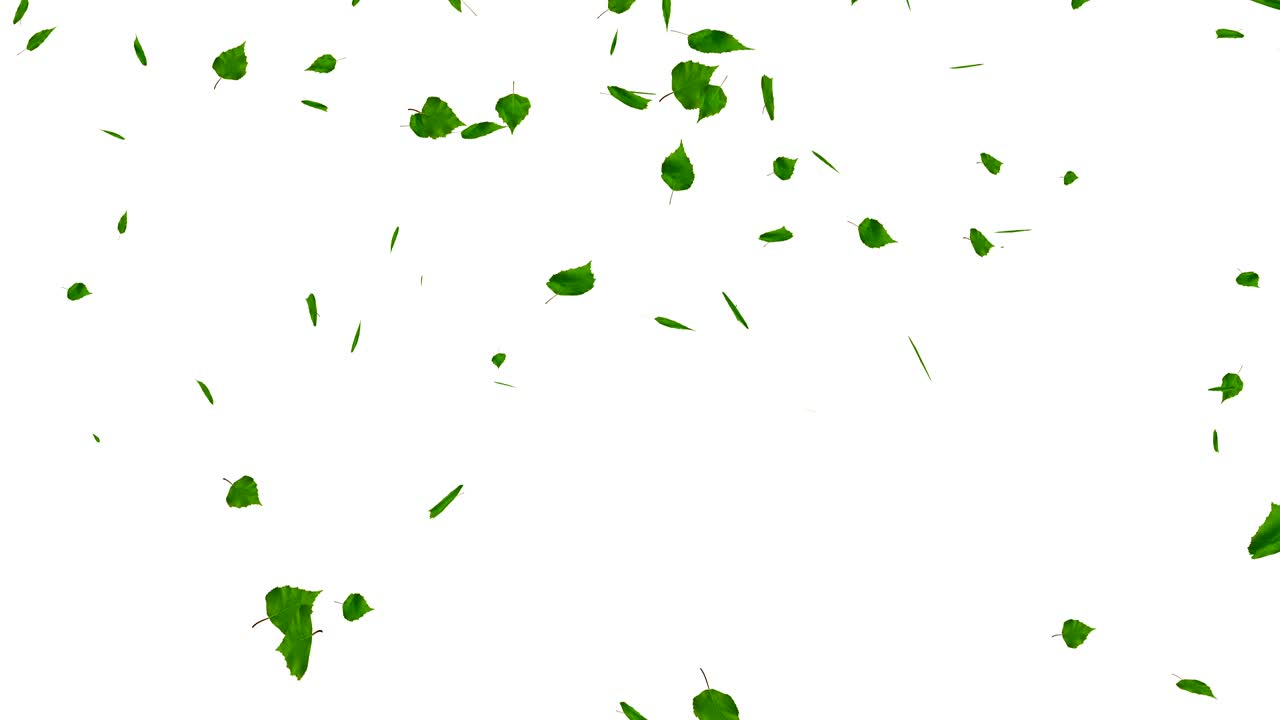 녹색 잎은 색에 분리되어 있으며, 매트, 루프가 있습니다.