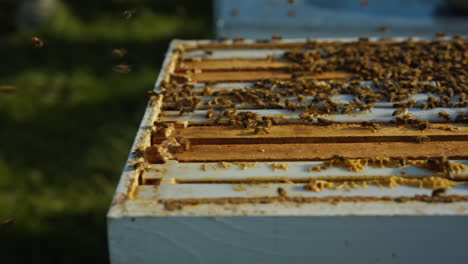 pan of an open beehive box