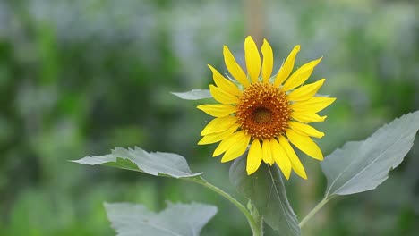 sunflower sways in wind