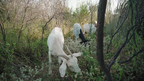 goats eating grass outdoors in bush vegetation, goats are member of the bovidae family of animals, natural environment during sunshine day, domesticated animals concept