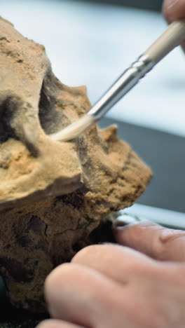 fossil skull cleaning